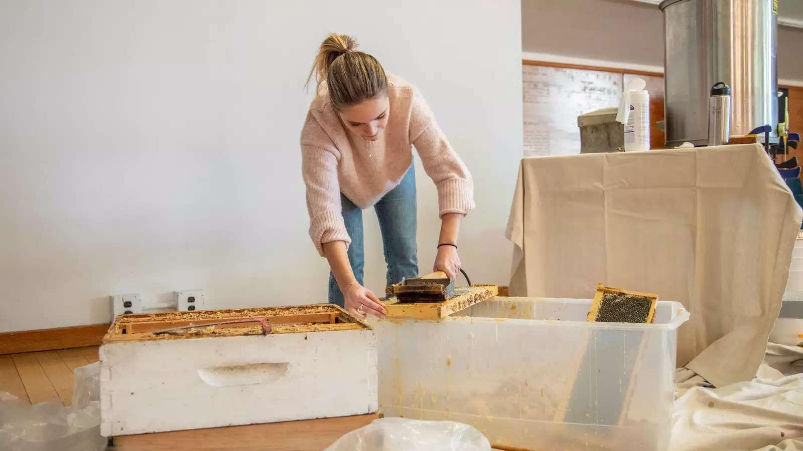 Student removing wax with a hot knife during the 2023 Honey Extraction Day